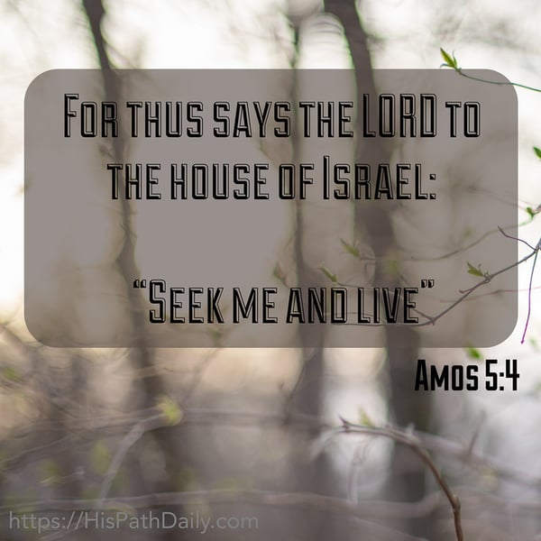 Sunlit woodland with Amos 5:4: Seek me and live.